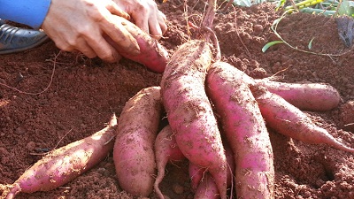 PHÂN BÓN SILIC HÙNG NGỌC VỚI CÂY KHOAI LANG(impomoea batatas)
